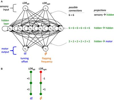 Modularity and Sparsity: Evolution of Neural Net Controllers in Physically Embodied Robots